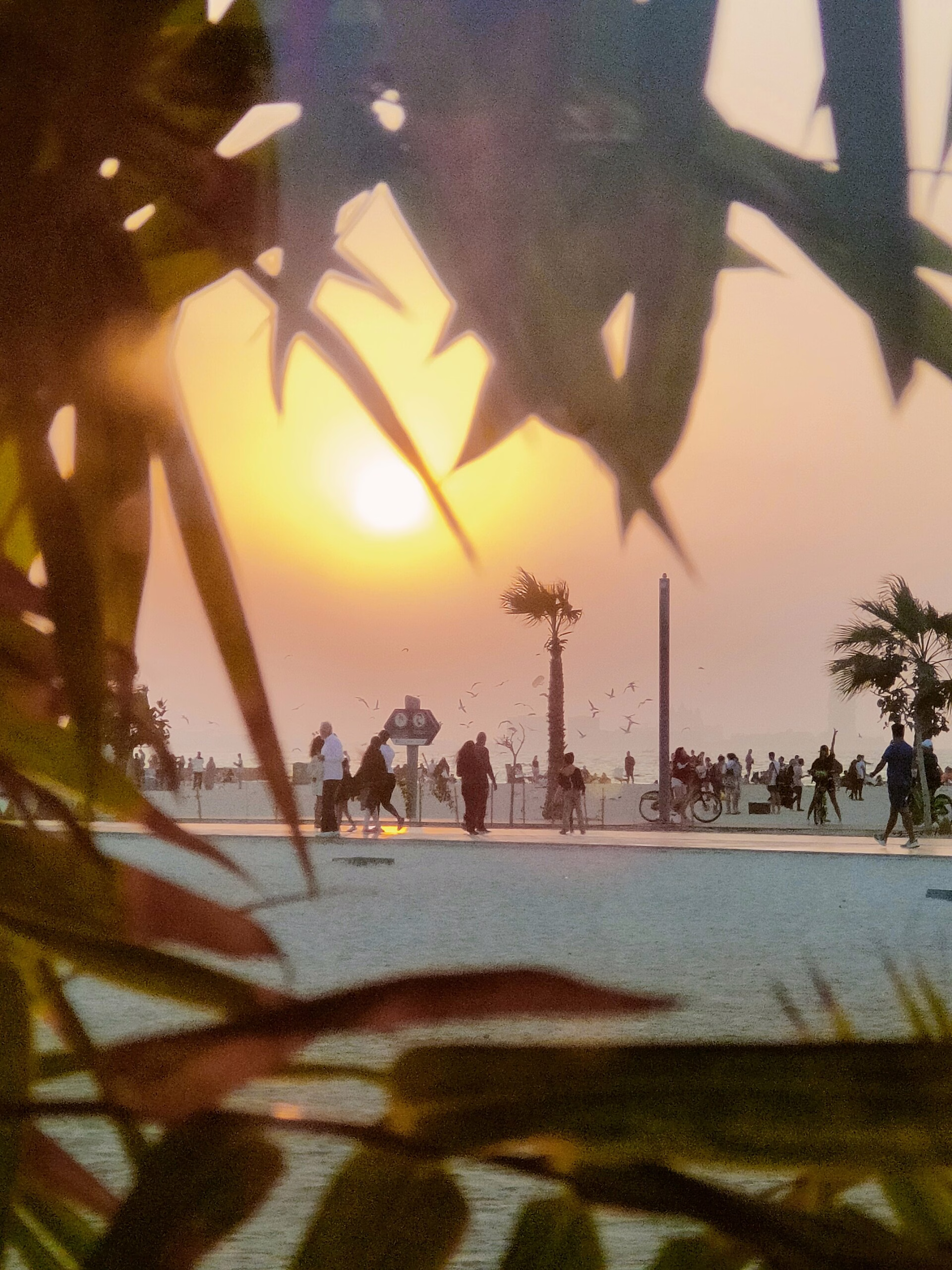 Sunset through palm leaves at Kite Beach
